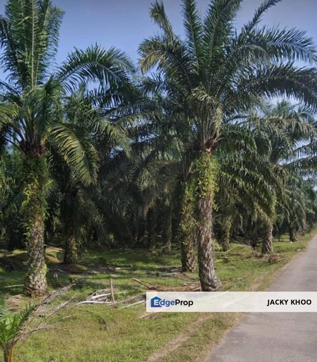 霹雳州土地出售， Kemunting， 太平， 📌64 英亩土地出售 📌棕榈油树平地 📌柏油路旁 📌永久业权, Perak, Taiping