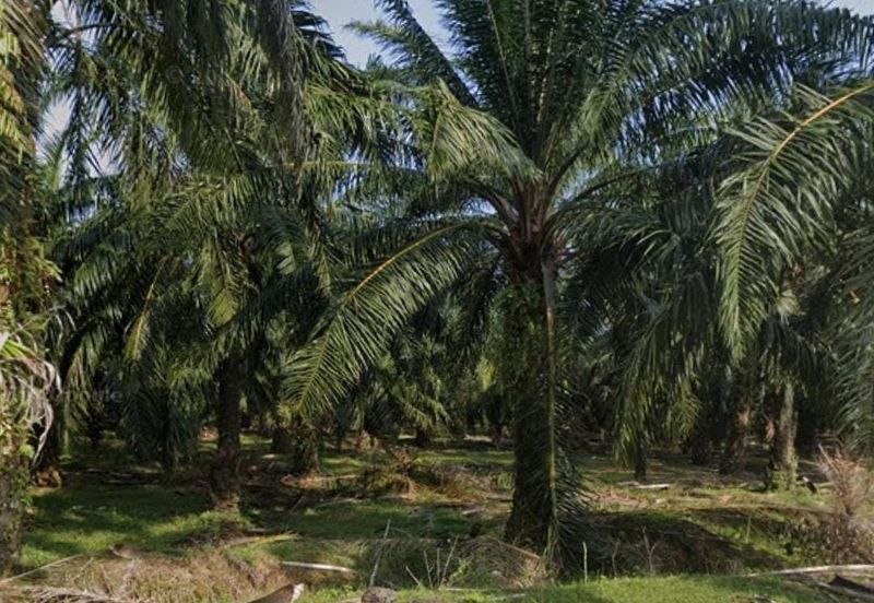 Agriculture Land @ Taiping