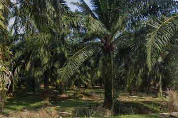 Agriculture Land @ Taiping