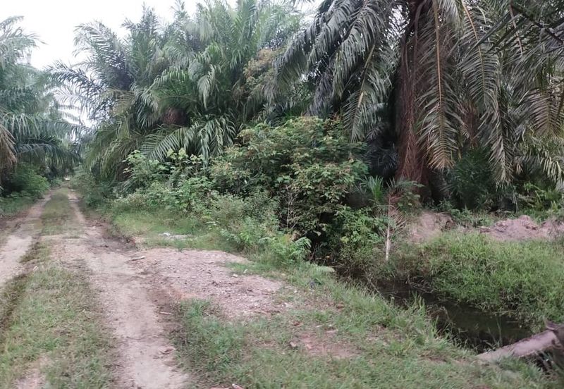 Banting 土地出售， Sungai Kelambu 2，Felcra， 📌2.007 英亩平地出售 📌石路旁 📌卡车可到达土地 📌 Felrca 广 350M 📌柏油路 170M