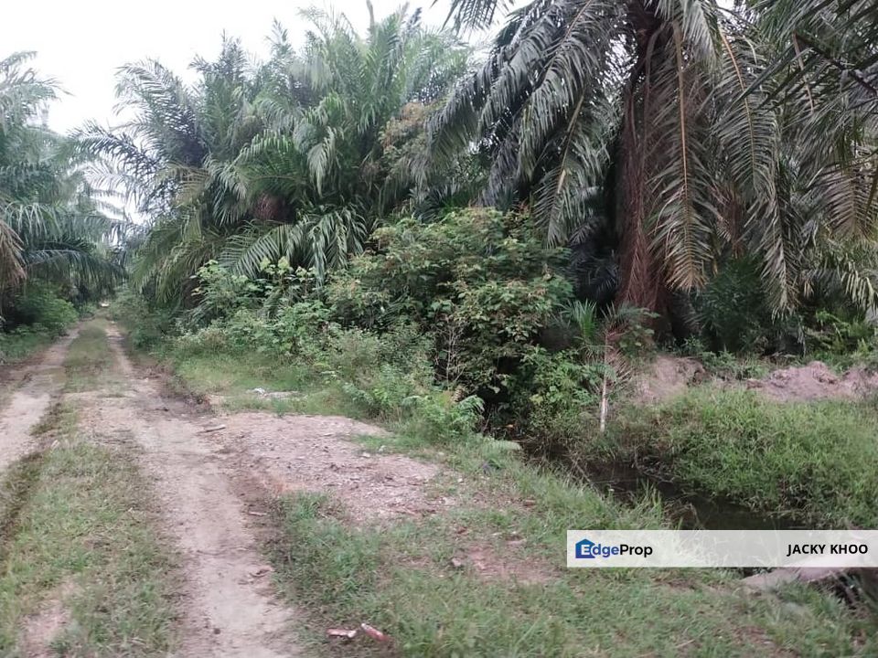 Banting 土地出售， Sungai Kelambu 2，Felcra， 📌2.007 英亩平地出售 📌石路旁 📌卡车可到达土地 📌 Felrca 广 350M 📌柏油路 170M, Selangor, Banting