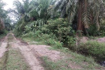 Banting 土地出售， Sungai Kelambu 2，Felcra， 📌2.007 英亩平地出售 📌石路旁 📌卡车可到达土地 📌 Felrca 广 350M 📌柏油路 170M