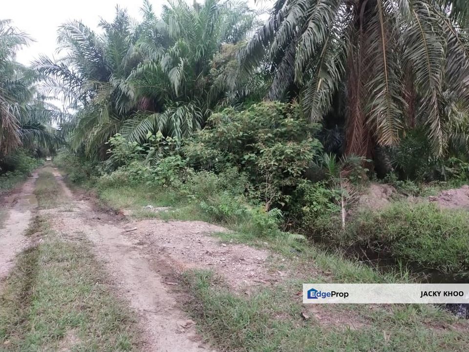 Banting 土地出售， Sungai Kelambu 2，Felcra， 📌2.007 英亩平地出售 📌石路旁 📌卡车可到达土地 📌 Felrca 广 350M 📌柏油路 170M, Selangor, Banting