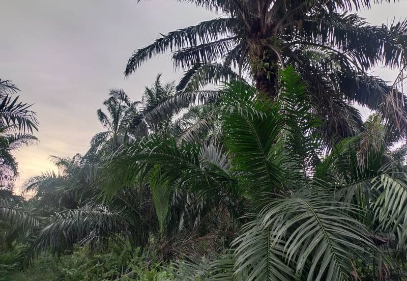 Banting 土地出售， Sungai Kelambu 2，Felcra， 📌2.007 英亩平地出售 📌石路旁 📌卡车可到达土地 📌 Felrca 广 350M 📌柏油路 170M