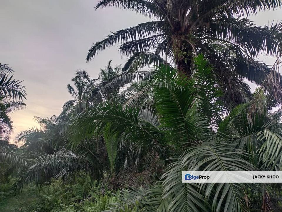 Banting 土地出售， Sungai Kelambu 2，Felcra， 📌2.007 英亩平地出售 📌石路旁 📌卡车可到达土地 📌 Felrca 广 350M 📌柏油路 170M, Selangor, Banting