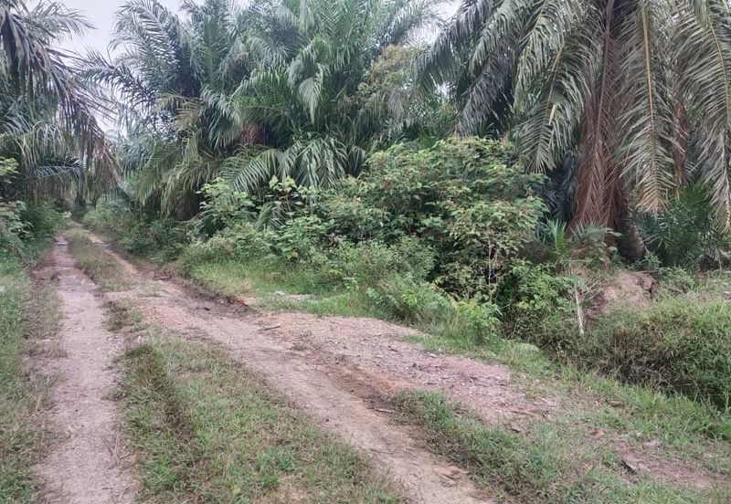 Banting 土地出售， Sungai Kelambu 2，Felcra， 📌2.007 英亩平地出售 📌石路旁 📌卡车可到达土地 📌 Felrca 广 350M 📌柏油路 170M