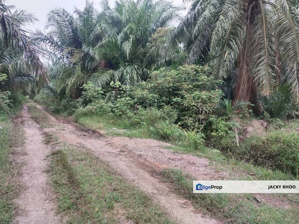 Banting 土地出售， Sungai Kelambu 2，Felcra， 📌2.007 英亩平地出售 📌石路旁 📌卡车可到达土地 📌 Felrca 广 350M 📌柏油路 170M, Selangor, Banting