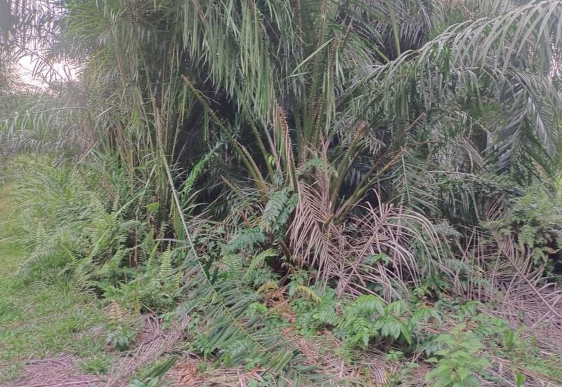 Banting 土地出售， Sungai Kelambu 2，Felcra， 📌2.007 英亩平地出售 📌石路旁 📌卡车可到达土地 📌 Felrca 广 350M 📌柏油路 170M