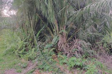 Banting 土地出售， Sungai Kelambu 2，Felcra， 📌2.007 英亩平地出售 📌石路旁 📌卡车可到达土地 📌 Felrca 广 350M 📌柏油路 170M