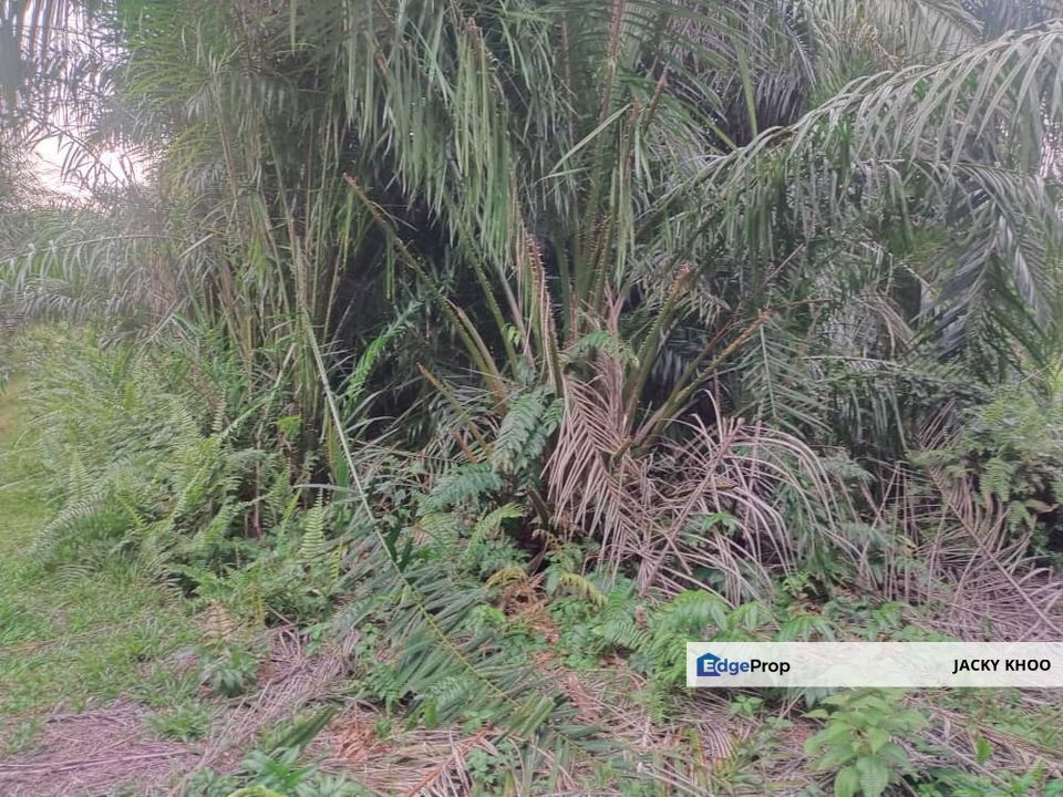 Banting 土地出售， Sungai Kelambu 2，Felcra， 📌2.007 英亩平地出售 📌石路旁 📌卡车可到达土地 📌 Felrca 广 350M 📌柏油路 170M, Selangor, Banting