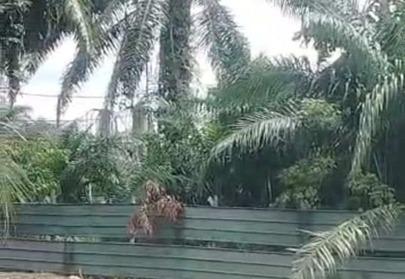 万津土地出售， Banting,  Kampung Sungai Buaya， 📌3英亩土地出售