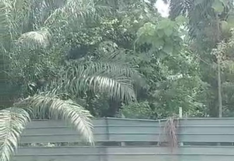 万津土地出售， Banting,  Kampung Sungai Buaya， 📌3英亩土地出售