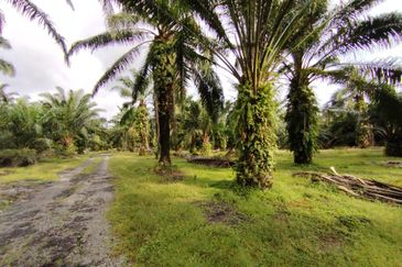 直落土地 Telok Panglima Garang  📌14 英亩 📌永久业权