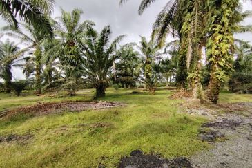 直落土地 Telok Panglima Garang  📌14 英亩 📌永久业权