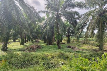 直落土地 Telok Panglima Garang  📌14 英亩 📌永久业权