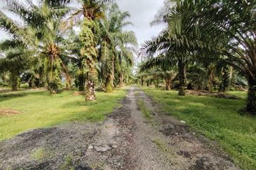 直落土地 Telok Panglima Garang  📌14 英亩 📌永久业权