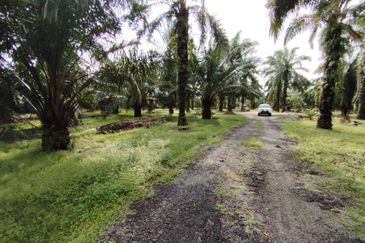 直落土地 Telok Panglima Garang  📌14 英亩 📌永久业权