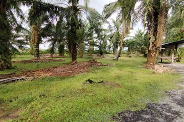 直落土地 Telok Panglima Garang  📌14 英亩 📌永久业权