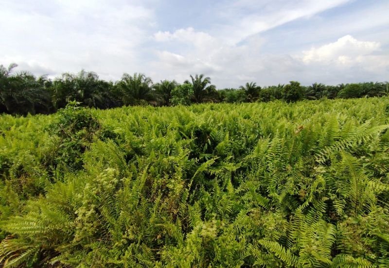 Kanchong Felcra Land  Kanchong Darat   万津  📌2.11 英亩   📌平坦的土地   📌空旷的土地  📌储备路旁