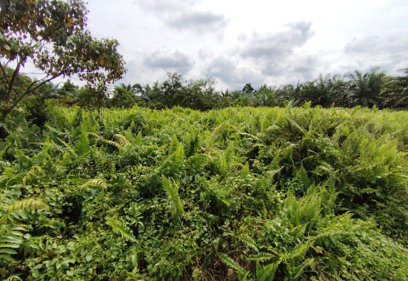 Kanchong Felcra Land  Kanchong Darat   万津  📌2.11 英亩   📌平坦的土地   📌空旷的土地  📌储备路旁