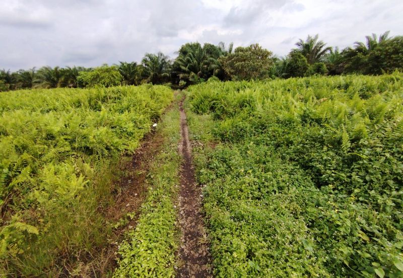 Kanchong Felcra Land  Kanchong Darat   万津  📌2.11 英亩   📌平坦的土地   📌空旷的土地  📌储备路旁