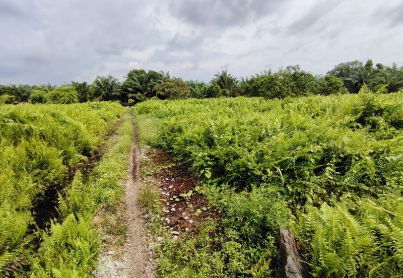 Kanchong Felcra Land  Kanchong Darat   万津  📌2.11 英亩   📌平坦的土地   📌空旷的土地  📌储备路旁