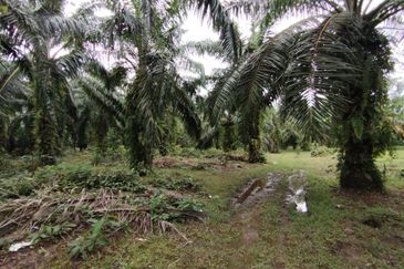 Kampung Endah,  Banting,  Kelanang,  Kanchong Tengah   📌5英亩土地   📌红土路到达土地   📌永久业权