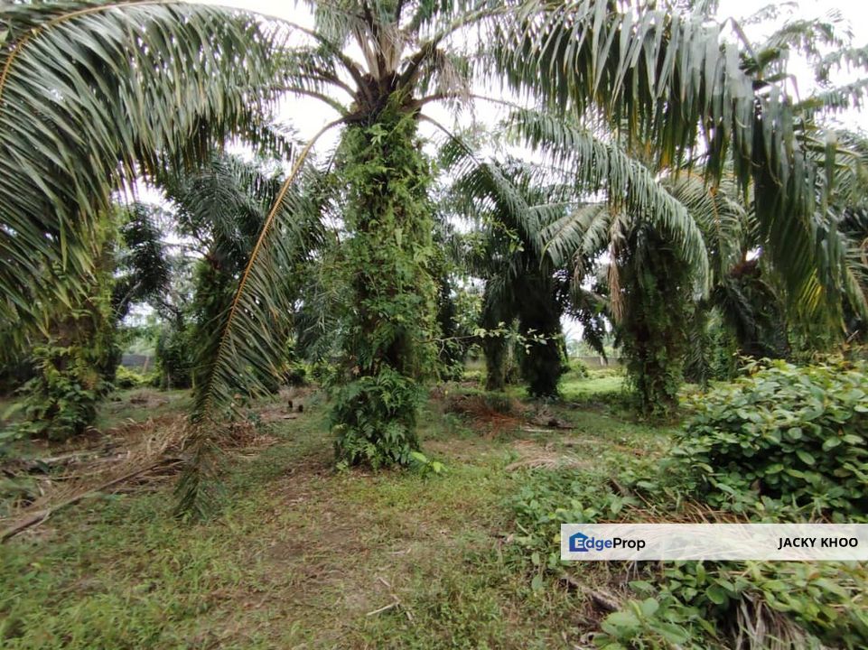 Kampung Endah,  Banting,  Kelanang,  Kanchong Tengah   📌5英亩土地   📌红土路到达土地   📌永久业权, Selangor, Banting