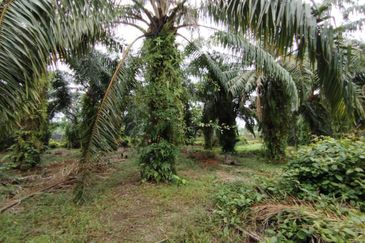 Kampung Endah,  Banting,  Kelanang,  Kanchong Tengah   📌5英亩土地   📌红土路到达土地   📌永久业权