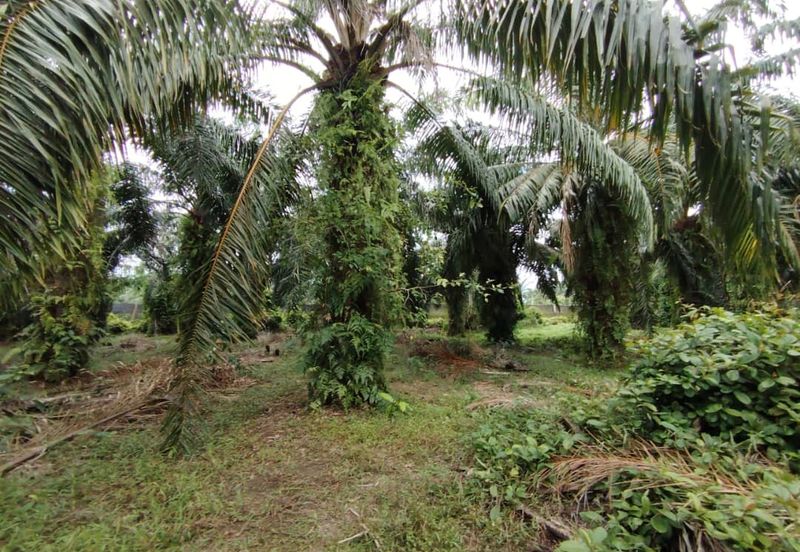 Kampung Endah,  Banting,  Kelanang,  Kanchong Tengah   📌5英亩土地   📌红土路到达土地   📌永久业权