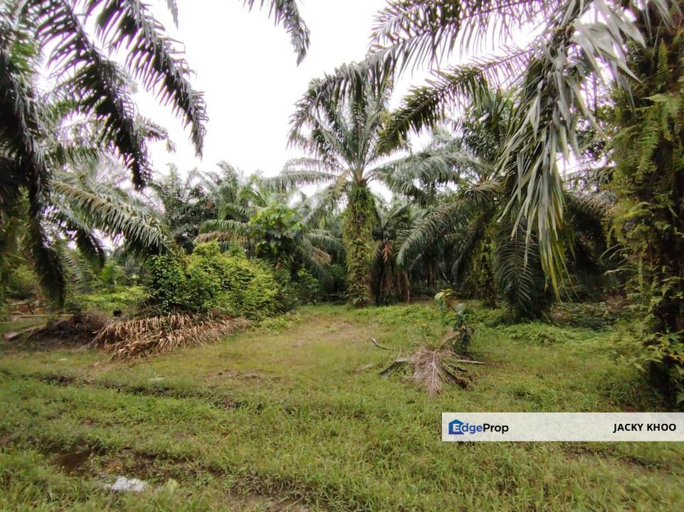 Kampung Endah,  Banting,  Kelanang,  Kanchong Tengah   📌5英亩土地   📌红土路到达土地   📌永久业权, Selangor, Banting