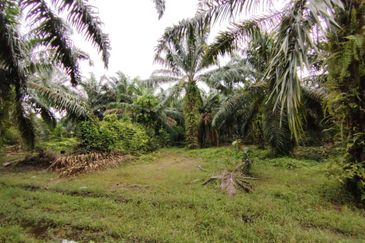 Kampung Endah,  Banting,  Kelanang,  Kanchong Tengah   📌5英亩土地   📌红土路到达土地   📌永久业权