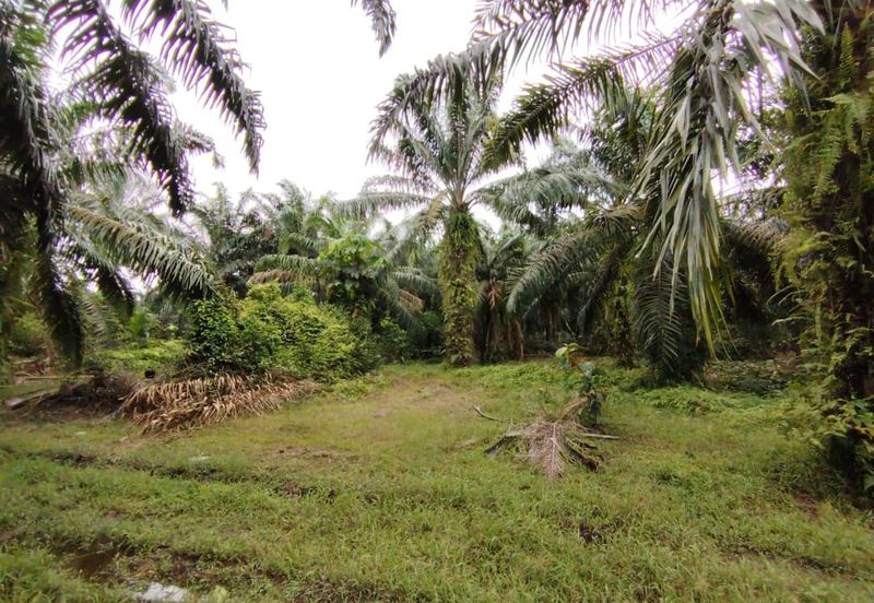 Kampung Endah,  Banting,  Kelanang,  Kanchong Tengah   📌5英亩土地   📌红土路到达土地   📌永久业权