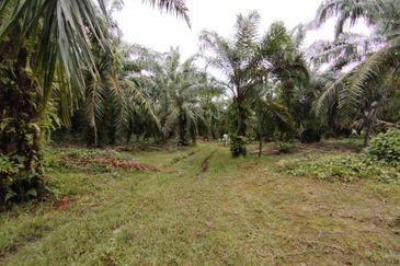 Kampung Endah,  Banting,  Kelanang,  Kanchong Tengah   📌5英亩土地   📌红土路到达土地   📌永久业权