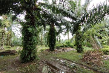 Kampung Endah,  Banting,  Kelanang,  Kanchong Tengah   📌5英亩土地   📌红土路到达土地   📌永久业权