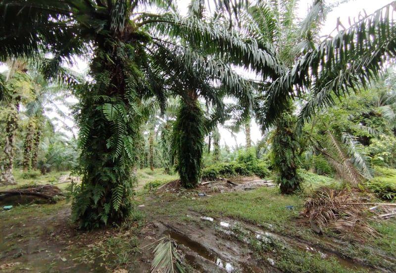 Kampung Endah,  Banting,  Kelanang,  Kanchong Tengah   📌5英亩土地   📌红土路到达土地   📌永久业权