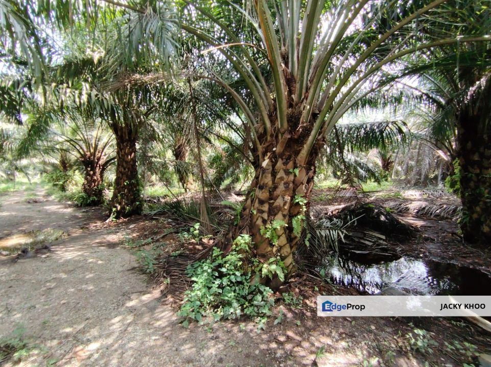 Banting Kanchung Felcra 2.5 Acres Land, Selangor, Banting
