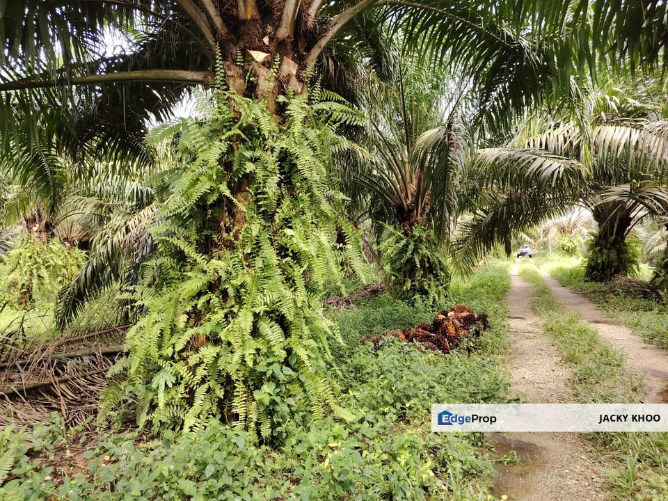 Banting Kanchung Felcra 2.5 Acres Land, Selangor, Banting