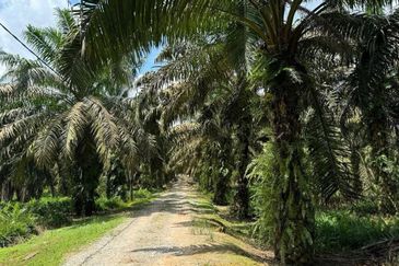 Kulai Agriculture Land (5 Acres)