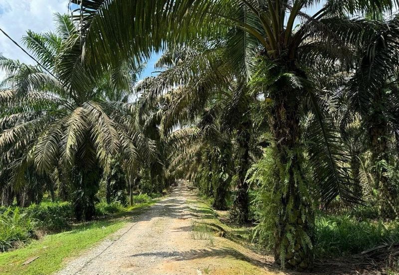 Kulai Agriculture Land (5 Acres)