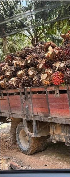 Sedenak @ Kulai Agriculture Land (can convert to Residential/Industrial), Johor, Kulai