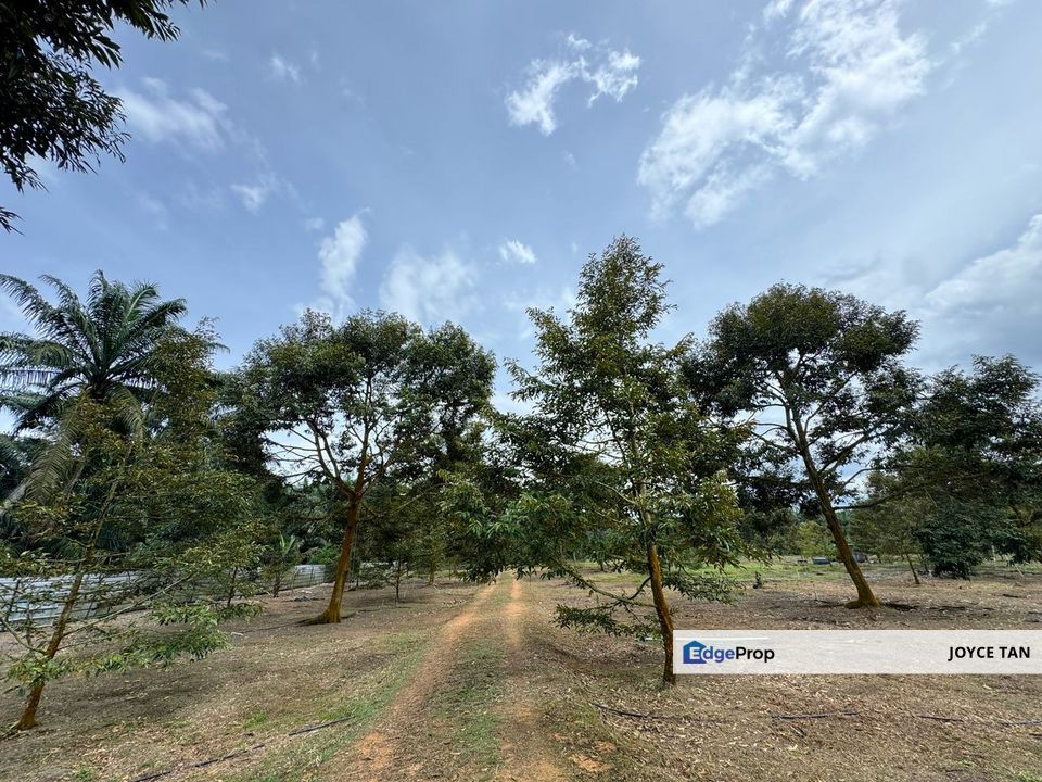 Kulai Durian Farm (5.18 Ekar) - Agriculture Land , Johor, Kulai