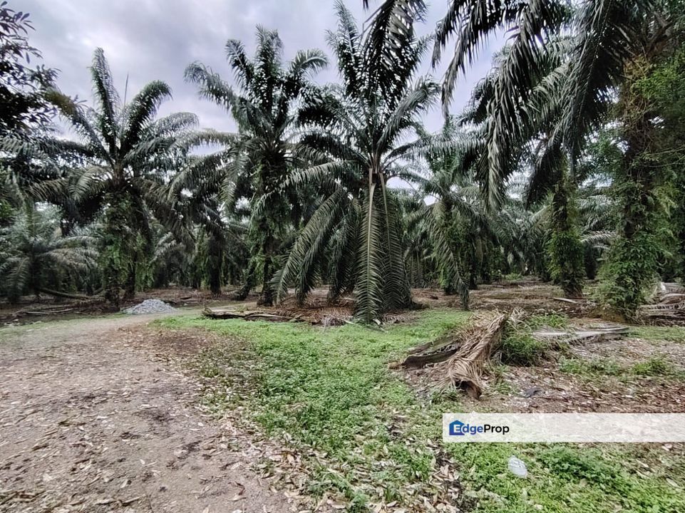 Taman Sri Pekan Nanas, Pekan Nanas (Pekan Nenas), Johor, Zoning Residential Land 15 Acres, Facing Main Road, Johor, Pekan Nanas (Pekan Nenas)