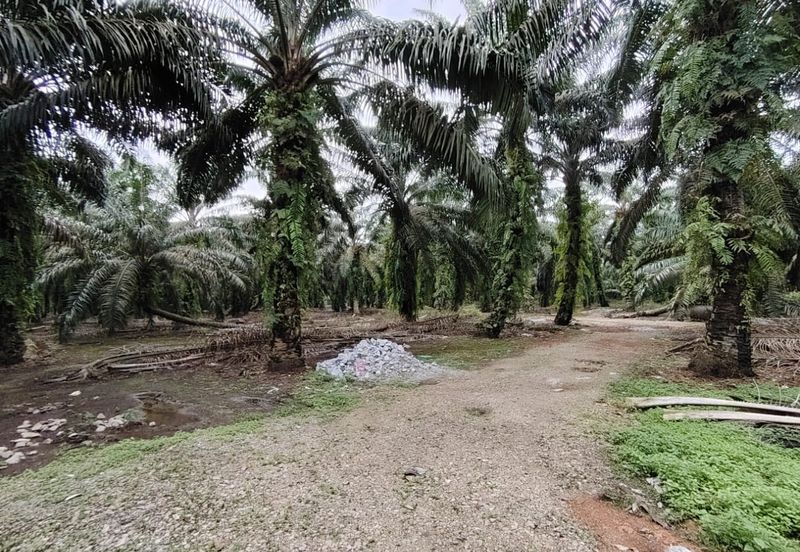 Taman Sri Pekan Nanas