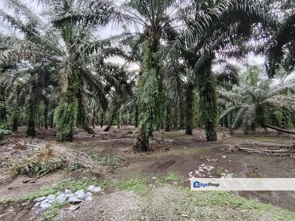Taman Sri Pekan Nanas, Pekan Nanas (Pekan Nenas), Johor, Zoning Residential Land 15 Acres, Facing Main Road, Johor, Pekan Nanas (Pekan Nenas)