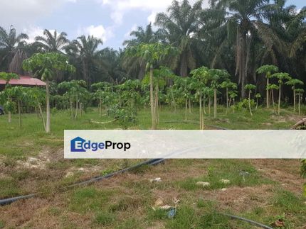 5 acres freehold non bumiputra fruit orchard , Negeri Sembilan, Jelebu