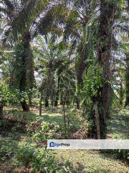 Banir Vacant Agricultural Land, Perak, Tapah