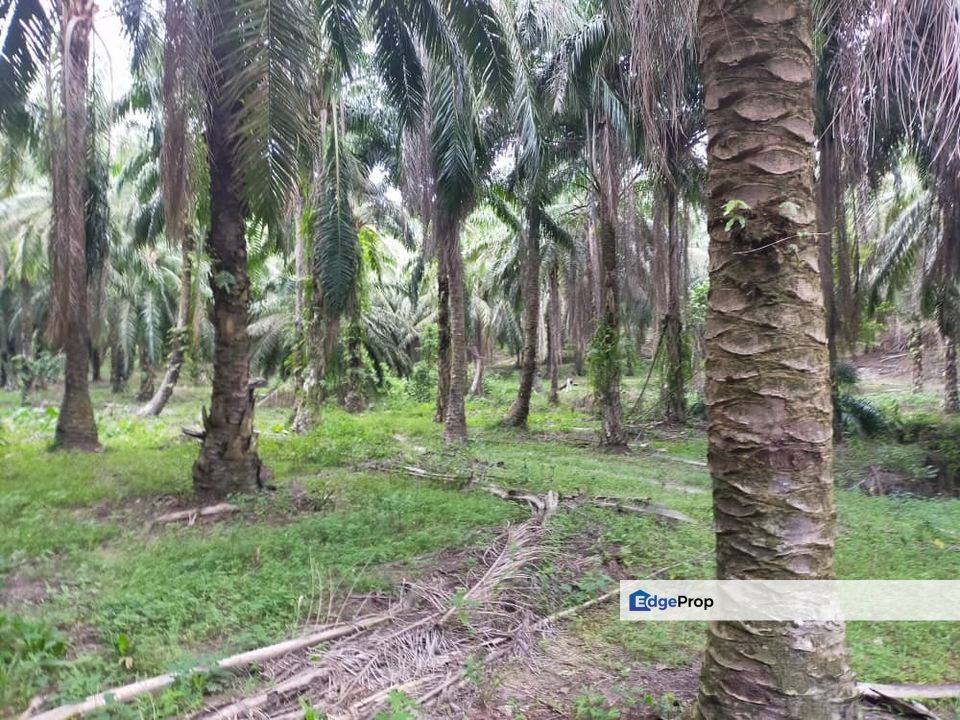 Parit Perak Oil Palm Plantation, Perak, Parit