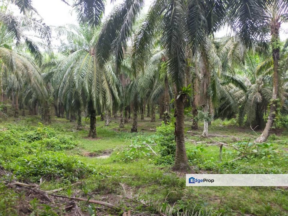 Parit Perak Oil Palm Plantation, Perak, Parit