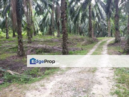 Parit Perak Oil Palm Plantation, Perak, Parit